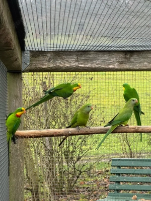 Schildsittich   Barabandsittich