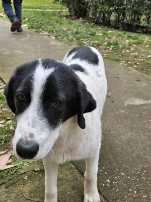 Fröhlicher White möchte eine Familie Bild 2