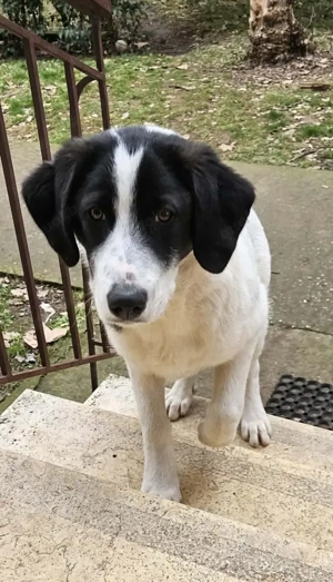 Fröhlicher White möchte eine Familie Bild 3