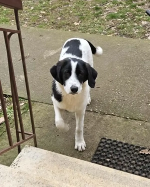 Fröhlicher White möchte eine Familie Bild 4