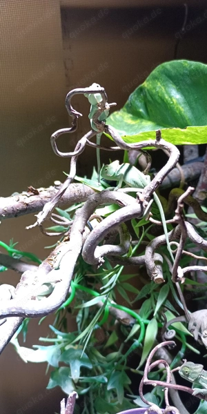 Jemenchamäleon ( Chamaeleo calyptratus ) Bild 4