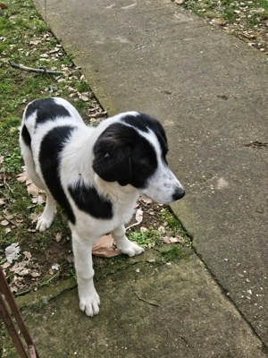 Fröhlicher White möchte eine Familie Bild 5