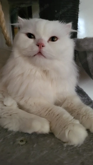 Weißer Kater mit gold-grünen Augen sucht ein liebevolles Zuhause      Bild 3