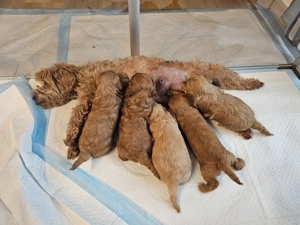 Maltipoo Welpen Weiblich und Männlich