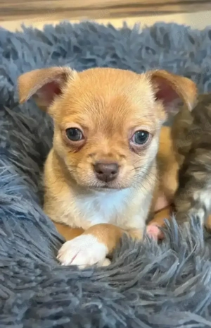 Süßer Chihuahua Welpe, Rüde kurzhaar, kann gegen Aufpreis gebracht werden