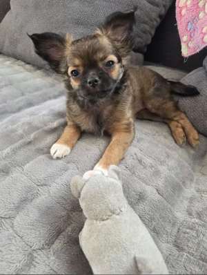 Süßer Chihuahua Welpe (Rüde) kann gegen Aufpreis gebracht werden 