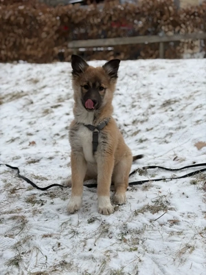 Malinios husky Mix welpe