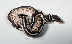 Königspython Python regius Nachzuchten 2025 Lesser, Champagne, Pastel