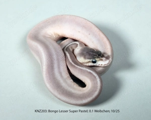 Königspython Python regius Nachzuchten 2025 Lesser, Champagne, Pastel