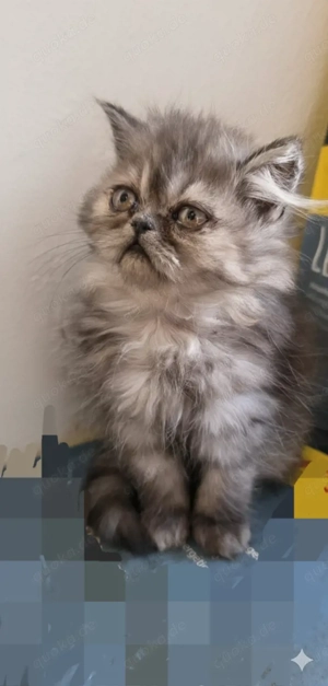 Süße persische Langhaarkatze sucht liebevolles Zuhause!