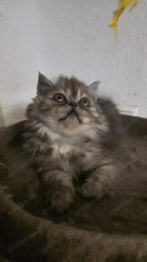 Süße persische Langhaarkatze sucht liebevolles Zuhause!