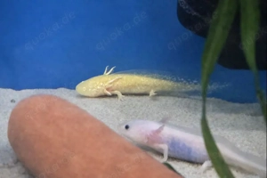 Axolotl Weißlinge, Harlekin, Wildlinge und Goldharlekinalbino abzugeben Jungtiere