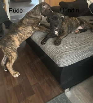 Cane Corso mischling Welpen