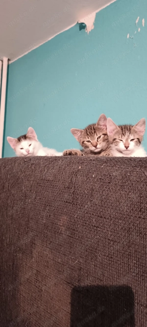 3 Kitten ab dem 10.02.26 abzugeben.