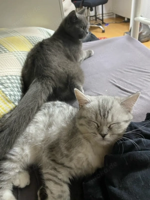 Liebevolles Katzen-Duo sucht neues Zuhause  Mama-Tochter