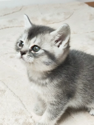 Bezauberndes BKH Kätzchen sucht ein liebevolles Zuhause