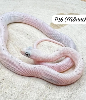 Palmetto und Anery Palmetto Kornnattern