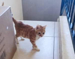 Kätzchen aus dem Tierschutz