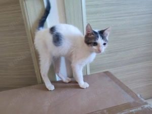 Kätzchen aus dem Tierschutz