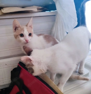 Kätzchen aus dem Tierschutz