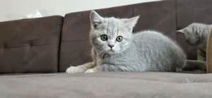 Britisch Kurzhaar Babykatzen (weiblich) 