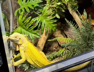 Iguana Iguana (grüner Leguan) Albino T- Männchen, sehr zutraulich