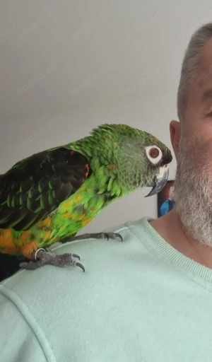 Grüner Kongopapagei 