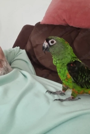 Grüner Kongopapagei 