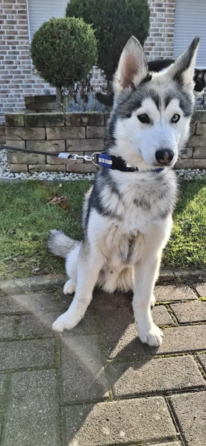 Pomsky sucht neues zu Hause 
