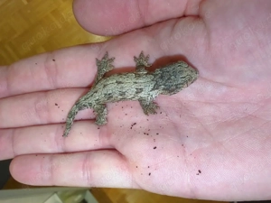 0,0,2 Rhacodactylus leachianus Yate Region F2