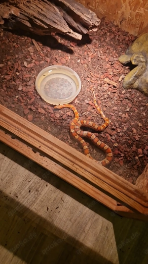 Kornnatter verkauf Tausch