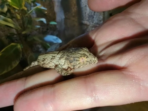 0,0,2 Rhacodactylus leachianus Yate Region F2