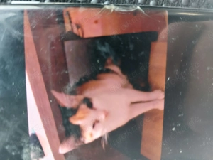 Verschenken  2 Katzen 