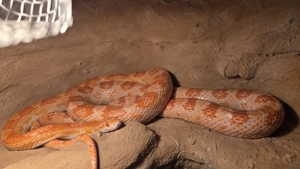 Kornnatter (Pantherophis guttatus) Bild 2