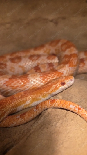Kornnatter (Pantherophis guttatus)