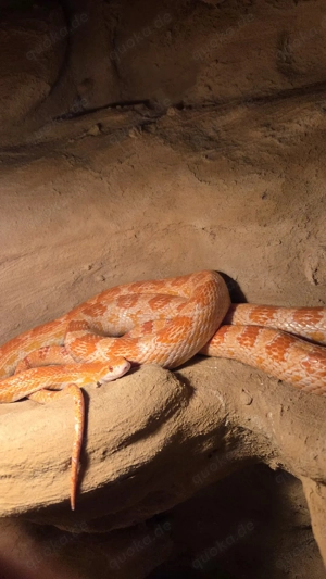 Kornnatter (Pantherophis guttatus) Bild 3