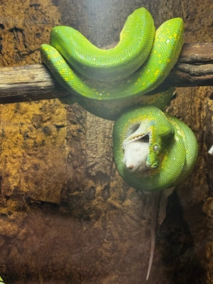 grüner Baumpython 1.0 mit Terrarium  Bild 4