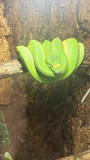 grüner Baumpython 1.0 mit Terrarium  Bild 5