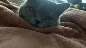 Mimi und Pamuk suchen ein neues Zuhause