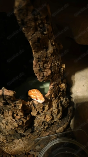 Kornnatter (Pantherophis guttatus) Bild 5