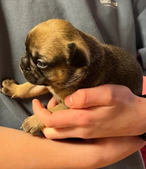 Französische Bulldoggen Welpen