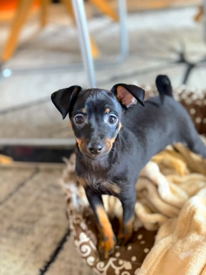 Zwergpinscher Welpen