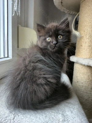 Heilige Birma Perser Mix Kitten