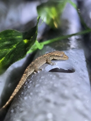 Jungferngecko Lepidodactylus lugubris 
