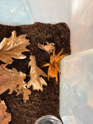 Pterinochilus murinus rcf