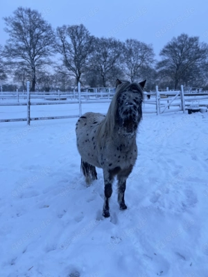 Wunderschöner Tigerscheckhengst 1,17 groß (Shetty) 
