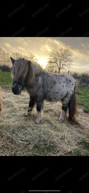 1 jähriger Shetty Hengst 