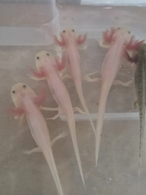 Axolotl Weißlinge, Harlekin, Wildlinge und Goldharlekinalbino abzugeben Jungtiere Bild 3