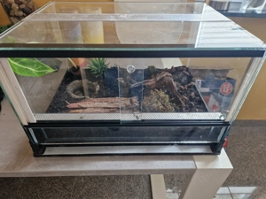 Schönes Terrarium mit 4 Feuersalamander Salamandra S mit Papieren