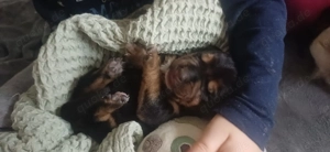 Wunderschöne Welpen